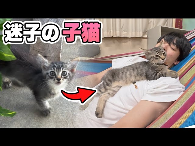 She Found Her Forever Home (School Kitten Update) - YouTube