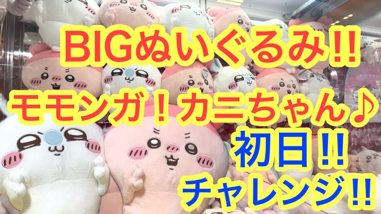 Chiikawa] Chiikawa flying squirrel!! Big crab plush toy!! First