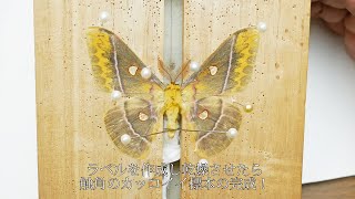 チョウ目（鱗翅目）ヤママユガ科/昆虫標本】クロウスタビガの標本の