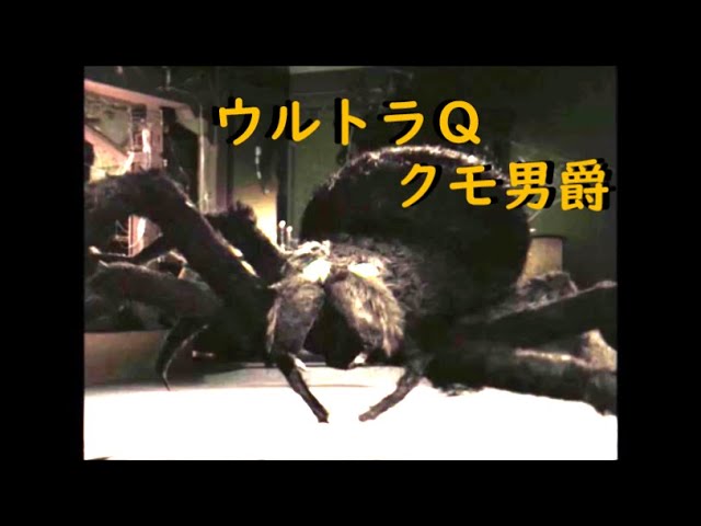 ウルトラQ ｢クモ男爵｣～大ぐも タランチュラ - YouTube