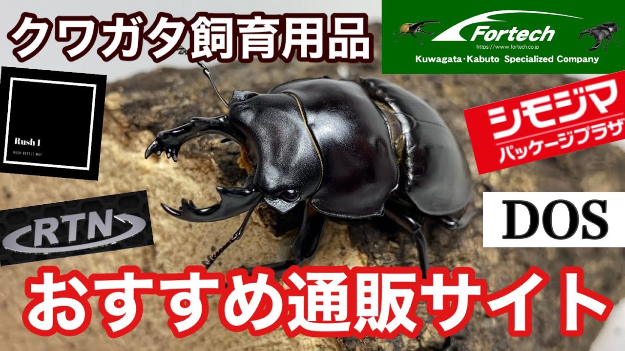 Recommended] 5 frequently used online shopping sites [Stag beetle