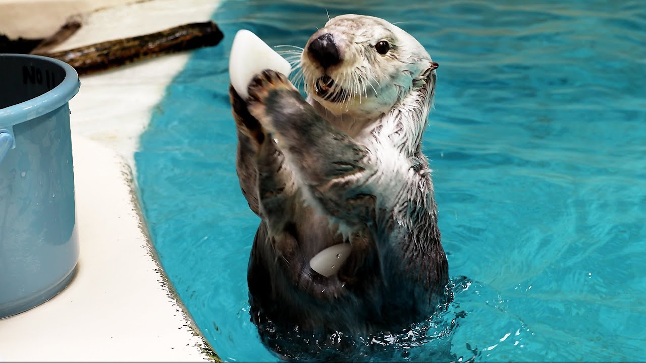 鳥羽水族館》ラッコの「ポケット」とは？ - YouTube