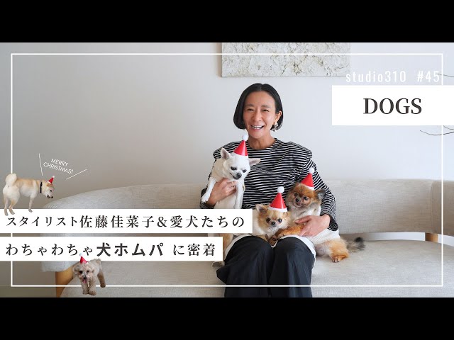 Dog Food] Five dogs 🐕 gathered at the Satokana home for a party