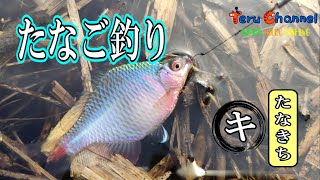 希少本！古本 西東社 Fishing「タナゴ」釣り 昭和40年12月10日発行