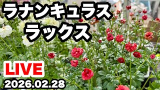 Uploads from ゆるふわ園芸やっちゃんねる - YouTube