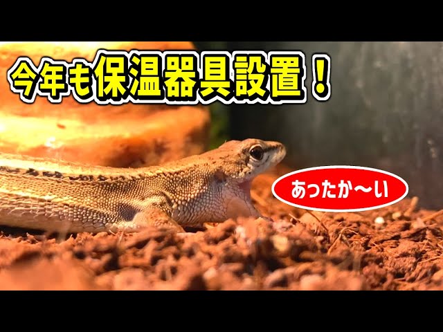 冬眠させないカナヘビのために今年も保温器具をつけました