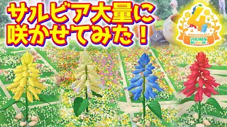 Pikmin Bloom] I tried to make a lot of salvia bloom! [Pikmin Bloom