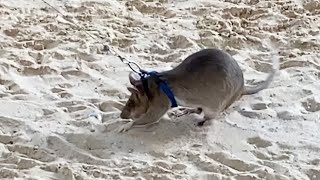 ネズミ使って地雷探知 除去開始から30年・カンボジア - YouTube