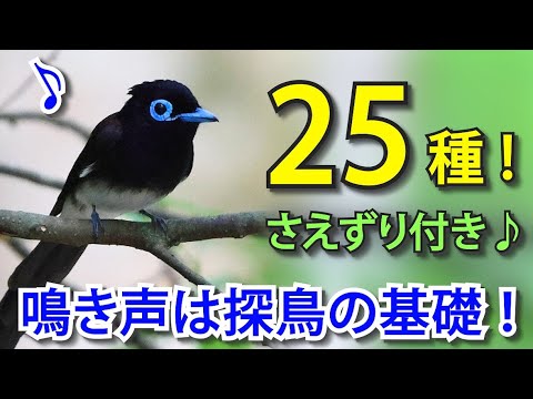 解説】春夏に聞く鳴き声を知ろう！野鳥25種さえずり付き！ - YouTube