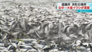 Large amount of sardines found on beach in Hakodate, Hokkaido