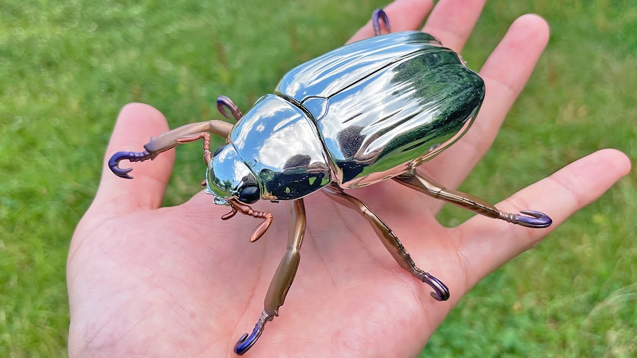 29mm】多分クリサルギレアプラチナコガネ レッドフォーム標本 29mm