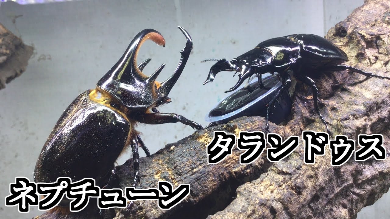 カブトムシの喧嘩】ネプチューン（ツノ曲がり）vsタランドゥスオオツヤ
