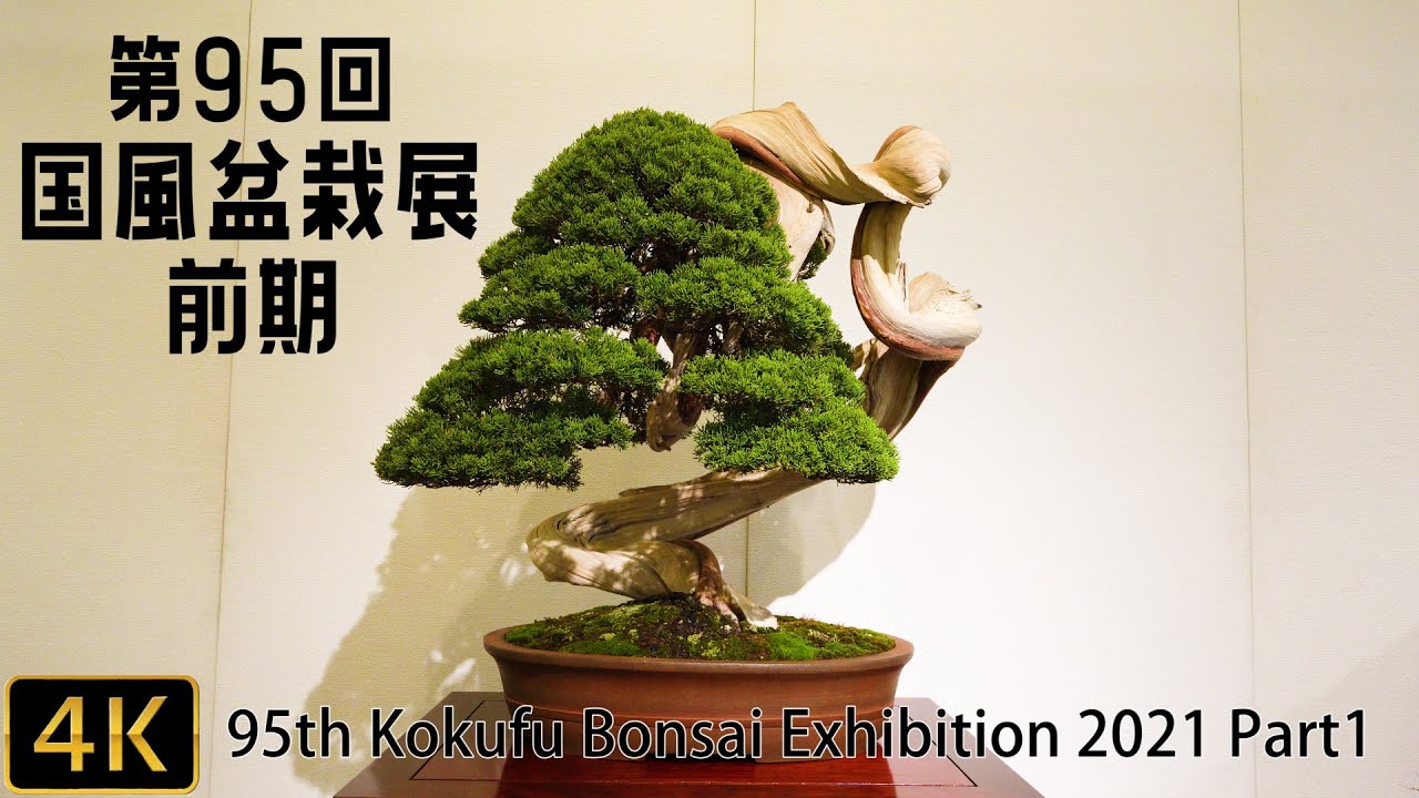 国風盆栽展 51-61 巻セット 国風盆栽展 写真集 第56〜59回、61〜64回