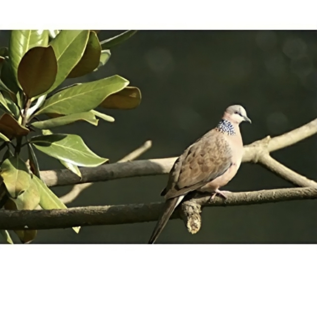 スーパーズームレンズ！800mm！canon一眼レフ用！EOS kiss などにの