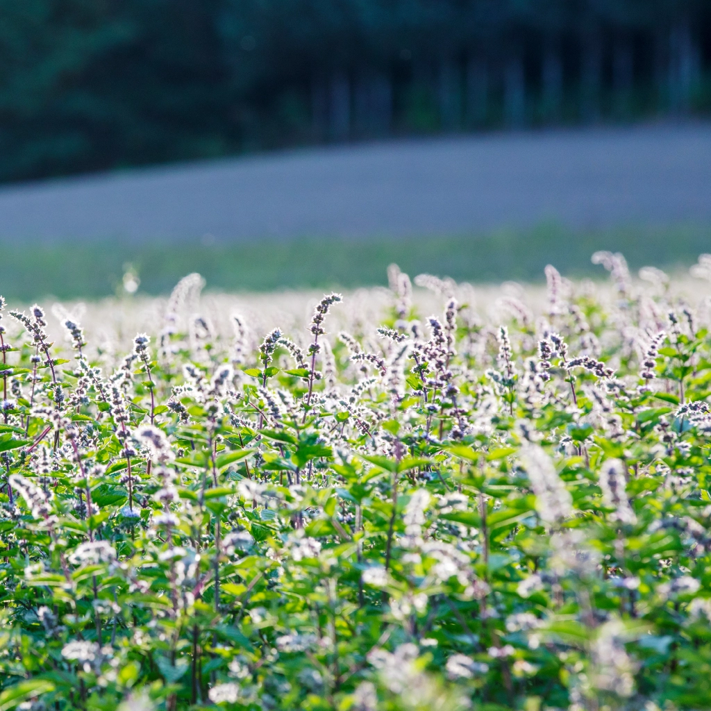 初回限定】和ハッカのすっきりトライアルセット｜ナチュラルアイランド