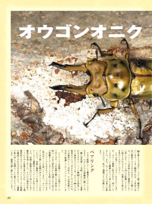 ビークワ30号（BE・KUWA） ミャンマーのクワガタ大特集