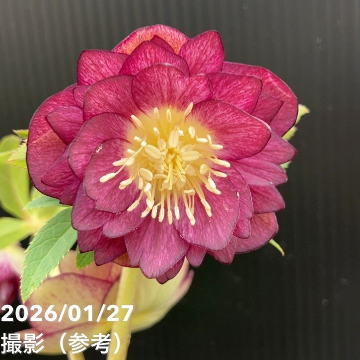 一点物】加藤農園 サンシャインゴールドクリスマスローズ レッドイル