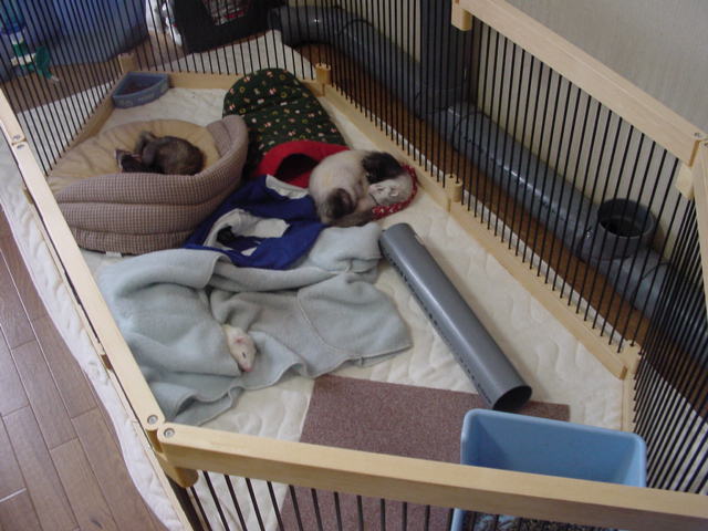 メディカル60 本体＋天井ルーフ カワイ フェレット サークル 小動物 犬