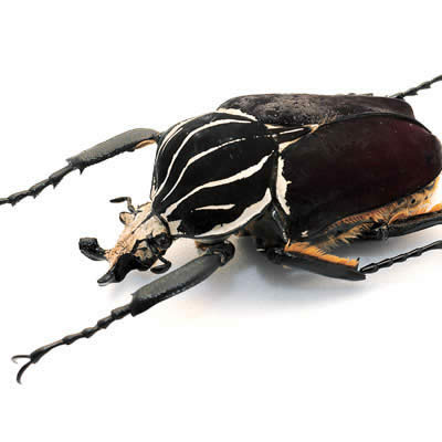ゴライアスオオツノハナムグリ - カブトムシ・クワガタムシ - ペット