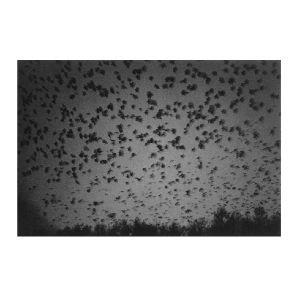 鴉 RAVENS』by Masahisa Fukase（深瀬昌久） 写真集 深瀬昌久 出版社